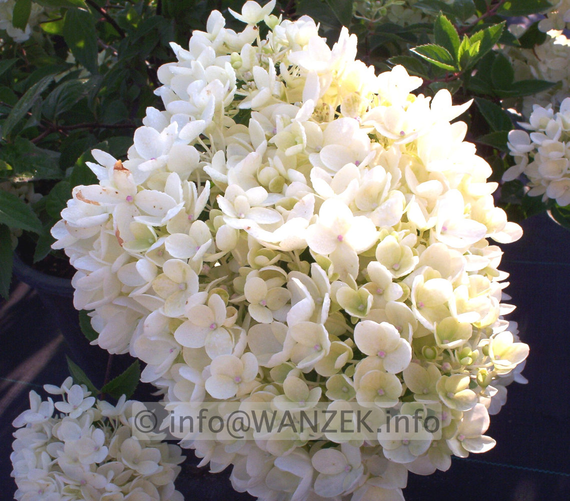 Hydrangea paniculata Grandiflora 01.jpg
